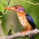 image of bird
