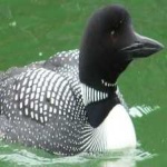 image of bird