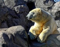 image of ice_bear