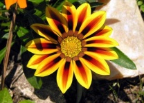 image of flower