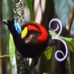 image of bird