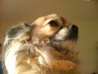 image of chihuahua