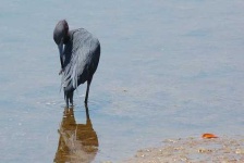 image of little_blue_heron