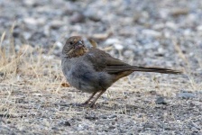 image of animal