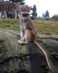 image of patas