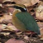 image of indian_pitta #22