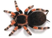 image of animal