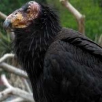 image of bird