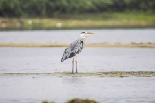 image of heron