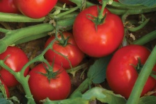 image of tomato #20