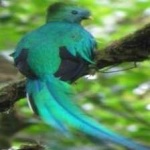 image of bird