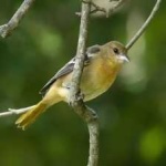 image of bird