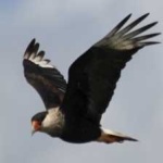 image of bird
