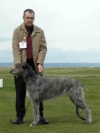 image of scottish_deerhound #28