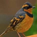 image of bird