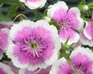 image of flower