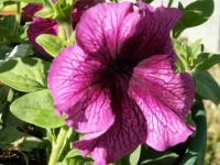 image of flower