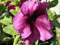 image of petunia #7