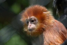 image of langur