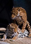 image of jaguar_car