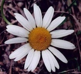 image of flower