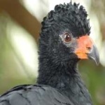 image of bird