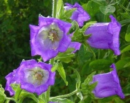image of flower