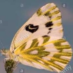 image of animal