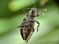 image of weevil