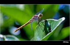 image of dragonfly