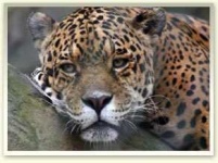 image of jaguar_car