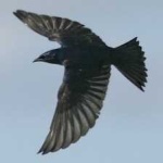 image of purple_martin