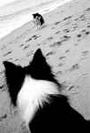image of collie