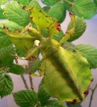 image of leaf