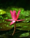 image of lotus