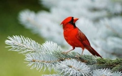 image of cardinal