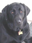 image of labrador_retriever #5