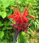image of flower
