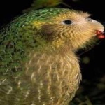 image of bird