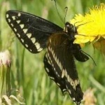 image of animal