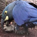 image of lears_macaw #4