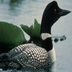 image of bird