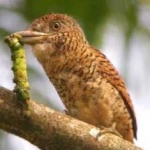 image of bird