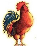 image of rooster
