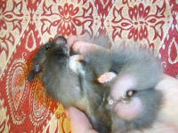 image of hamster
