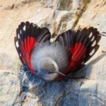 image of bird