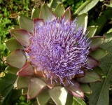 image of artichoke_flower #5