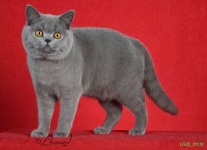 image of british_shorthair #28