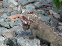image of animal