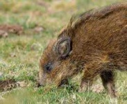 image of animal